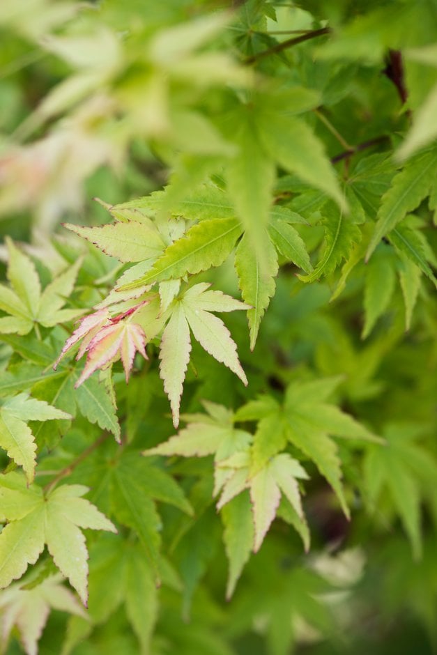 Japanese maple 'Winter Flame'